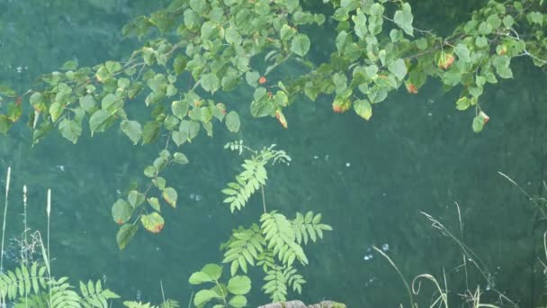 Acqua turchese blu degli alberi di fonte santa sulla riva. SLAVGOROD, BELARUS — Video Stock
