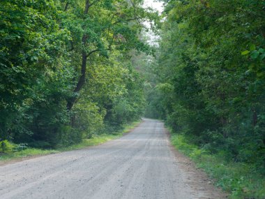 Tozlu orman yolu Ağaçların gölgesinde 2021