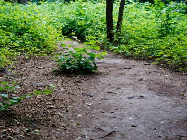2021 büyük ağaç gövdeleri arasında ormanda yol.