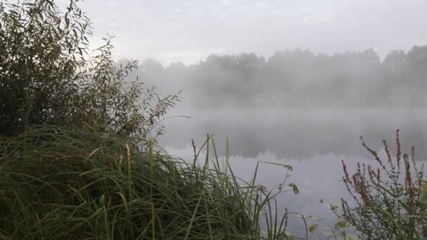 Πρωινή Ομίχλη Απλώνεται Πάνω Από Λείο Νερό Του Ποταμού — Αρχείο Βίντεο