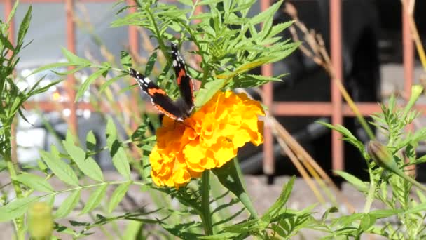 Sommerfuglurtikaria Spiser Nektar Blomst – stockvideo