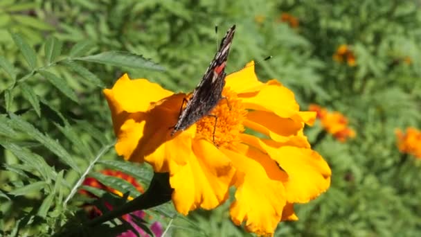 Mariposa Urticaria Come Néctar Una Flor — Vídeo de stock