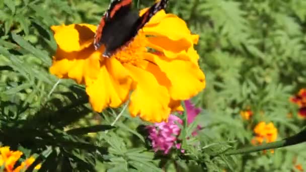 Крапивница Бабочка Ест Нектар Цветке — стоковое видео