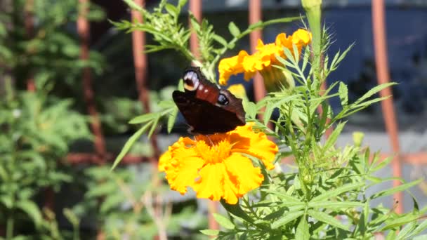 Крапивница Бабочка Ест Нектар Цветке — стоковое видео