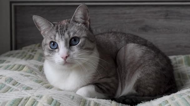 Bel Gatto Grigio Con Attacchi Agli Occhi Blu — Video Stock