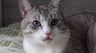 Mavi gözlü güzel gri kedi saldırıyor.