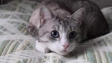 Mavi gözlü güzel gri kedi saldırıyor.