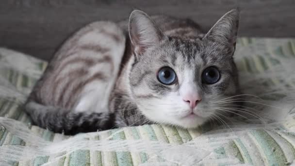 Красивая Серая Кошка Голубыми Глазами Нападает — стоковое видео