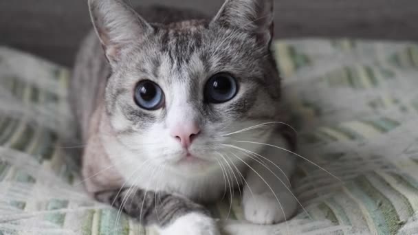 Hermoso Gato Gris Con Ojos Azules Ataques — Vídeos de Stock