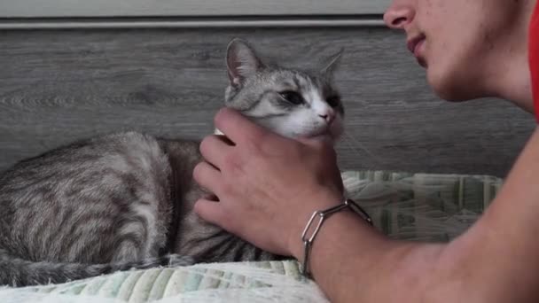 Hermoso Gato Gris Con Ojos Azules Ataques — Vídeo de stock