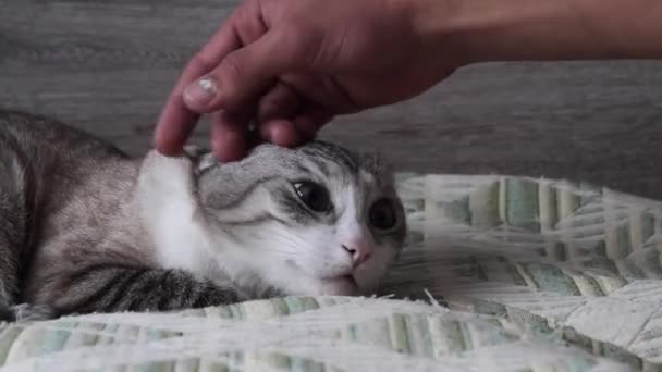 Krásná Šedá Kočka Modrýma Očima Útoky — Stock video