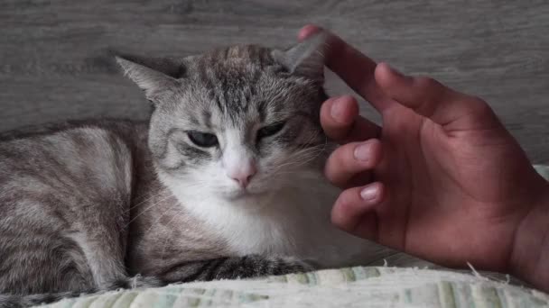 Beautiful Gray Cat Blue Eyes Attacks — Stock Video