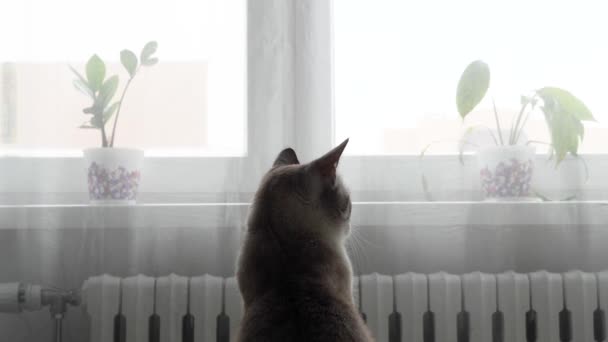 Krásná Šedá Kočka Modrýma Očima Zavřít — Stock video