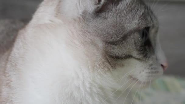 Mooie Grijze Kat Met Blauwe Ogen Close — Stockvideo