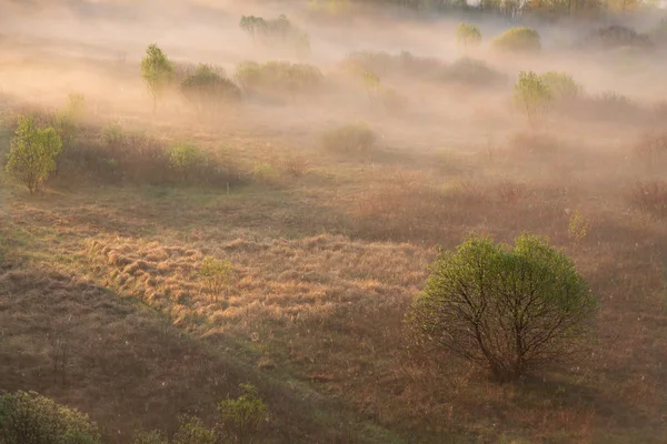 牧草地の霧の中を歩いています。 — ストック写真