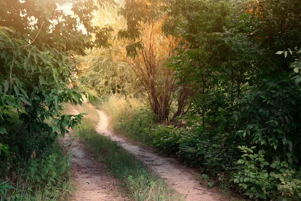 Camino abandonado — Foto de Stock