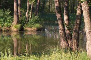 marsh life