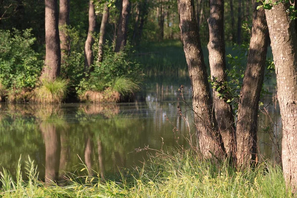 Marsh life — ストック写真