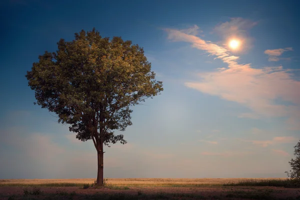 Árbol solitario a la luz de la luna — Foto de Stock