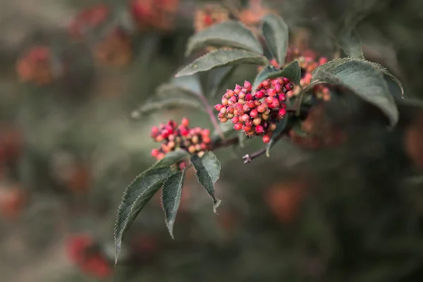 Similar to the viburnum — Stock Photo, Image