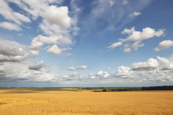 Пшениця valley 3 — стокове фото