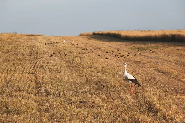 Stork — Stock Photo, Image