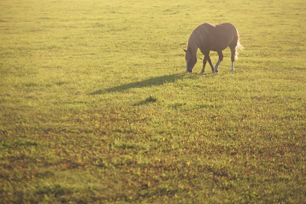 Caballo — Foto de Stock