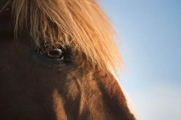 Portrét koně 2 — Stock fotografie