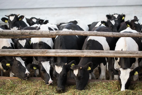 Feeding cows — Stock Photo, Image