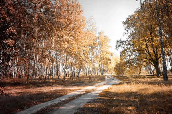 Nyírfa liget őszi idő — Stock Fotó