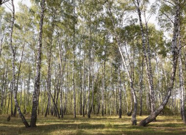 Grove sonbahar kez huş ağacı