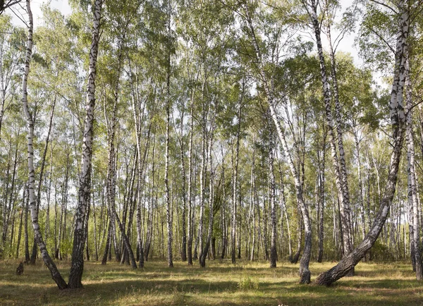 자작나무 숲이을 배 — 스톡 사진