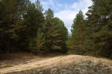 bir çam ormanı sırları