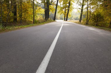 bir orman yolu üzerinde keskin bir dönüş