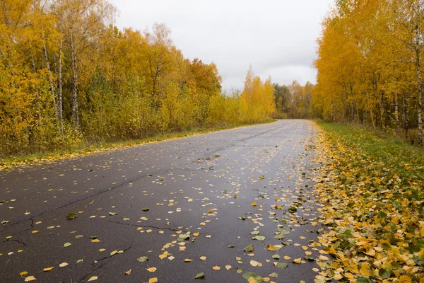 Gold autumn on a walk in a city park — Stock Photo, Image