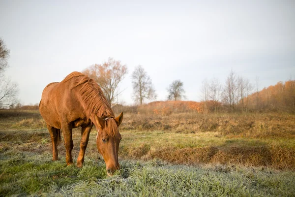 Pferd weidet auf der Weide — Stockfoto