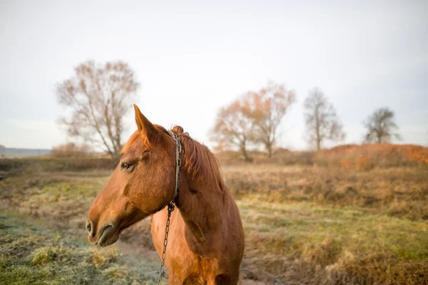 Pferd weidet auf der Weide — Stockfoto