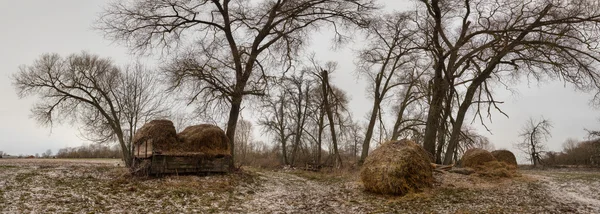 Fardos de palha colhidos no inverno — Fotografia de Stock