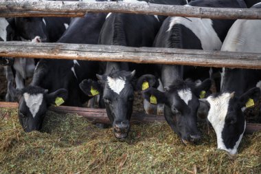 sığır. çiftlikte inek