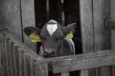 sığır. çiftlikte inek