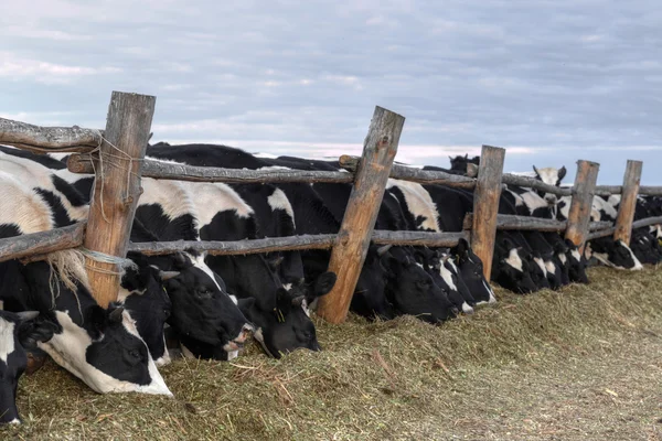 Du bétail. vache à la ferme — Photo