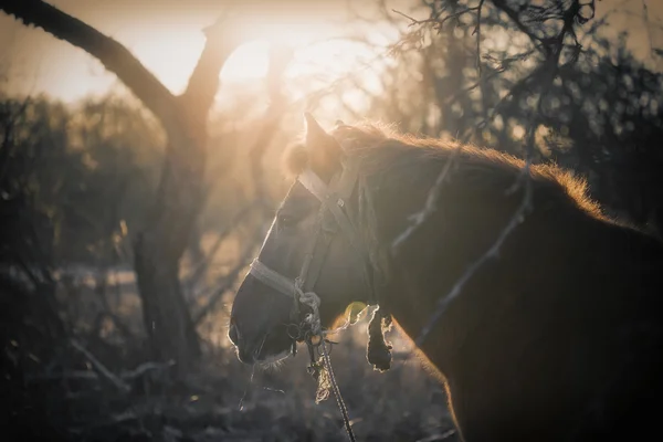 Pâturage de chevaux dans le jardin d'hiver — Photo