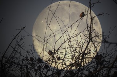 serçeler mehtaplı bir gece dallarda uyku