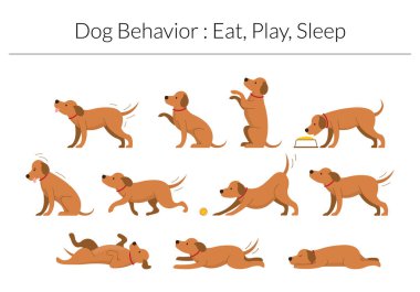 Köpek Davranışı Set, Ye, Oynat, Uyku Konsepti, Çeşitli Eylem ve Duruş, Vücut Dili