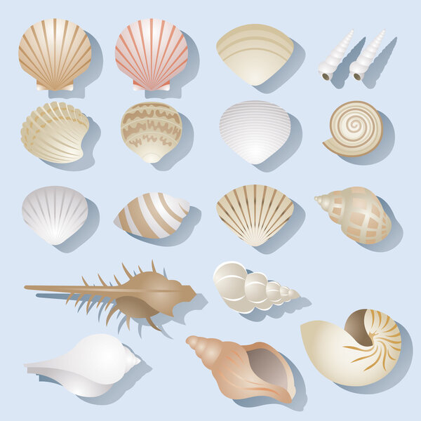 Комплект предметов морской раковины
