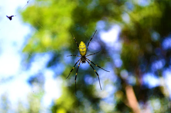 Μια αράχνη (Nephila clavata) που περιμένει το θήραμα — Φωτογραφία Αρχείου