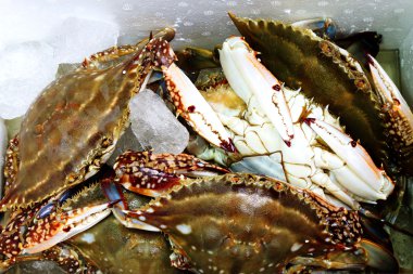 Buzlu taze yengeçler