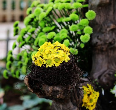 Bir yuvaya sarı krizantem