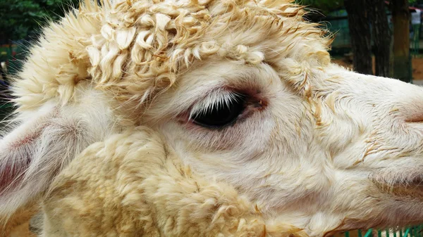 A Fluffy Alpaca with Long Eyelashes