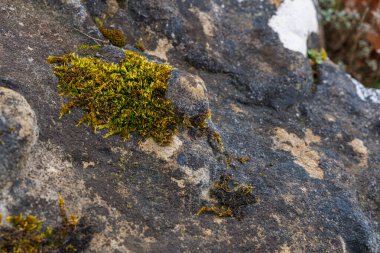 Doğal Kaya Yüzeyinde Yeşil Yosun Büyüyor